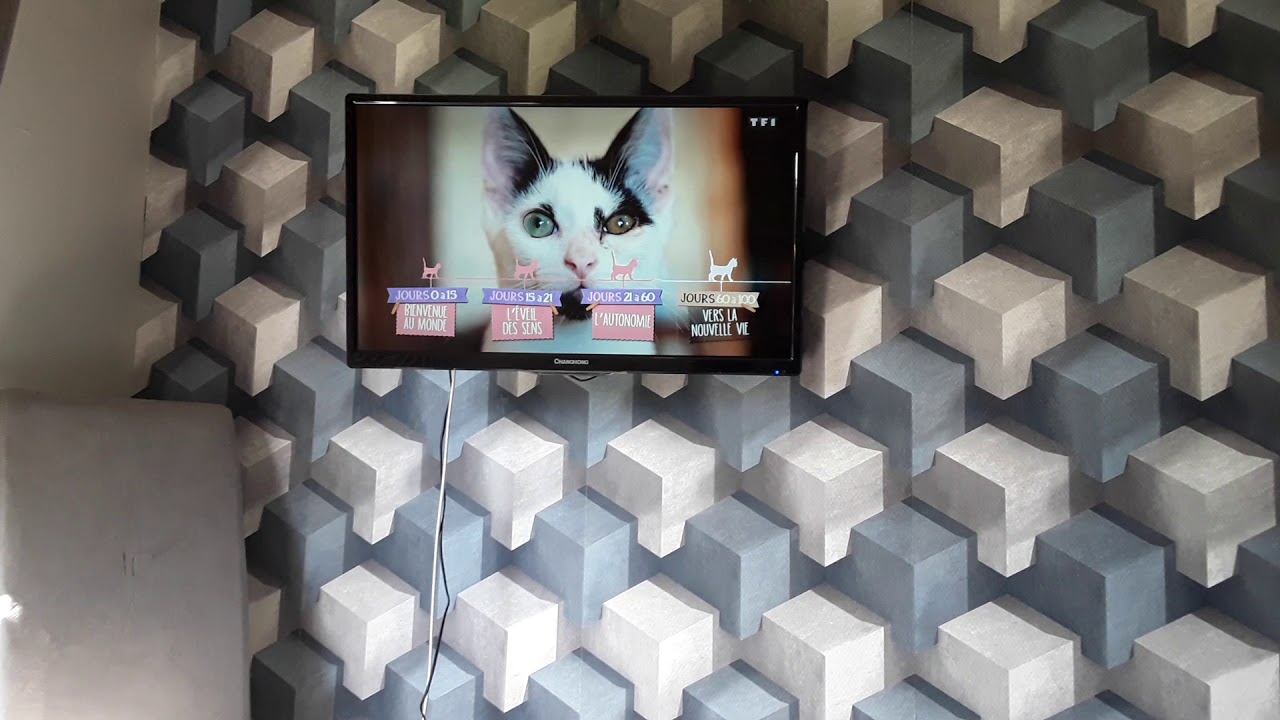 Bébés chats : les 100 premiers jours de leur vie - YouTube