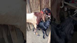 Goats Enjoyed A Beautiful Moment Animal Lover 2025 E2 Jul25