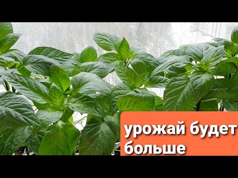 Рассада перца.Надо ли