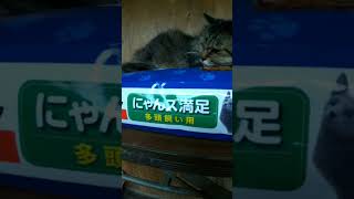 久々に事件が❗️ #なかにわ #なかにわ荘 #ねこ #猫