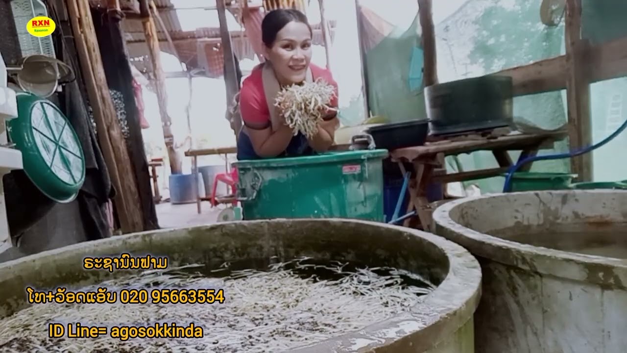 #ถั่วงอก #การปลูกถั่วงอก ก่อนปลูกควรดูคลิปนี้ 