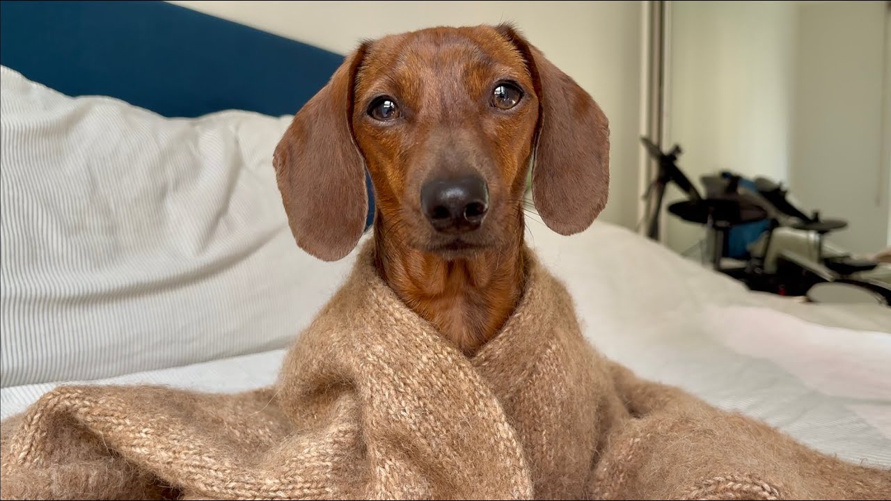 Mini dachshund enjoys the finer things - YouTube