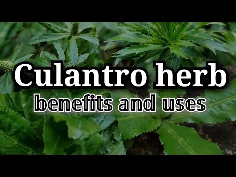 Cluantro herb | benefits and users | full descriotion