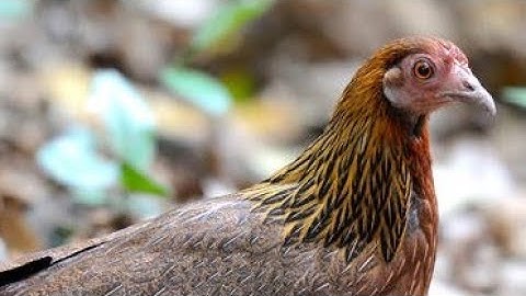 tiếng gà mái rừng mới nhất Suab poj qaib seev zoo heev dib tuaj zoo heev li. pikat Betina sound 100%