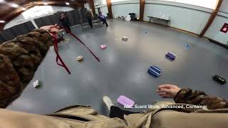 Homer - AKC Scent Work - Advanced - Container (Q2)