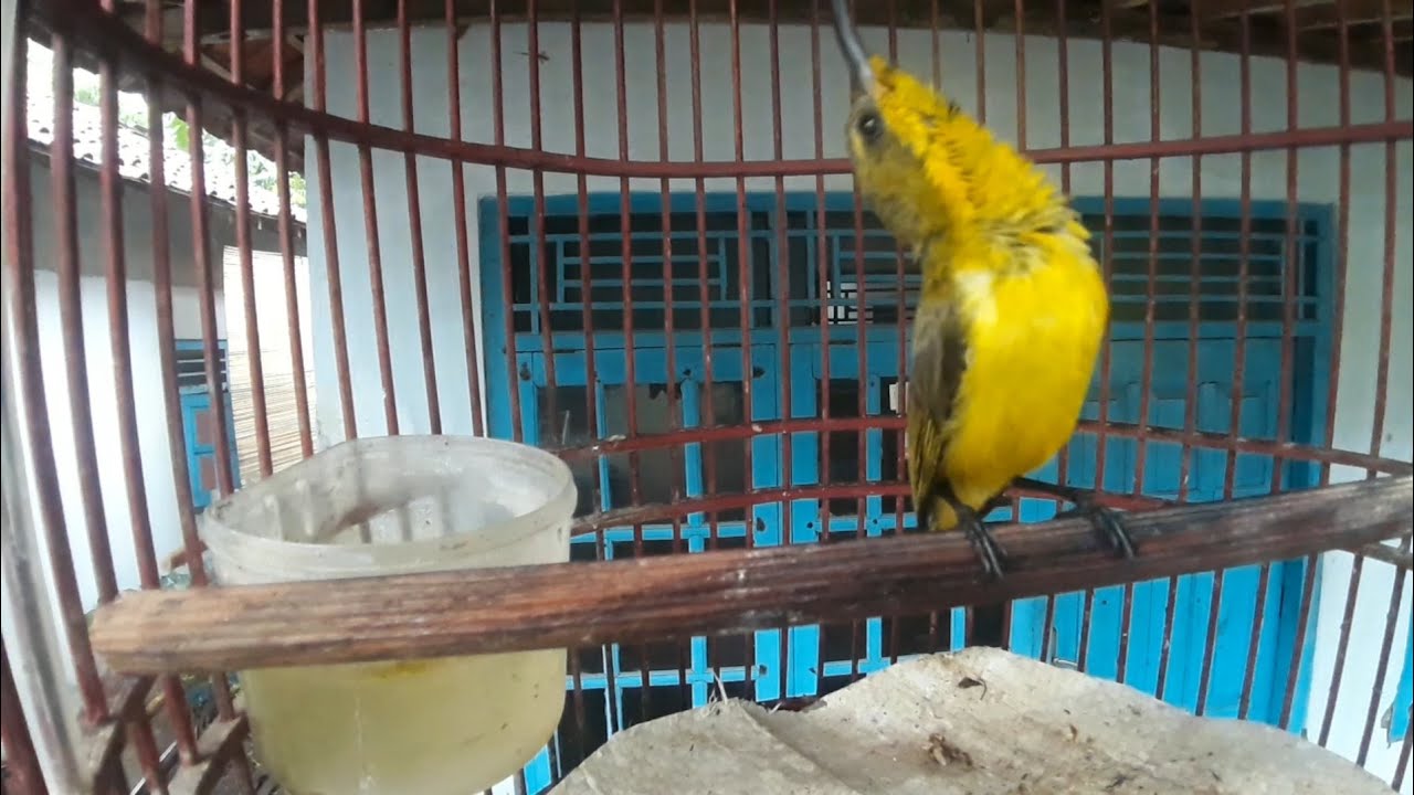 BURUNG SOGOK ONTONG PAUD GACOR DORR|| UNTUK TERAPI SOGON BAHAN