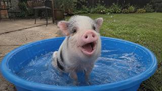 Animals vs Water😅 Hilarious Animal Moments (TRY NOT TO LAUGH)