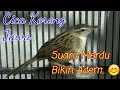 Download Lagu Suara Merdu Burung Cica Koreng Jawa