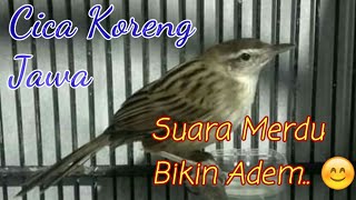 Suara Merdu Burung Cica Koreng Jawa