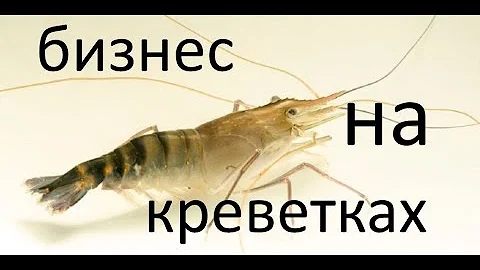 РАЗВЕДЕНИЕ КРЕВЕТОК\БИЗНЕС ИДЕЯ\СБЫТ