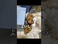 【私の推しを見てください】 #ゴールデンハムスター #ゴルハム #ハムスター #小動物 #私の推しを見て下さい