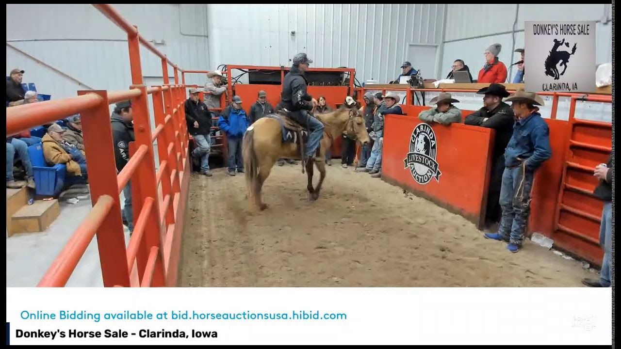 Donkey's Horse Sale Clarinda, Iowa Online Bidding at