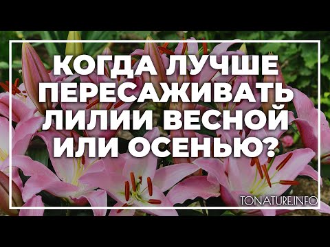 Когда лучше пересаживать лилии весной или осенью? | toNature.Info