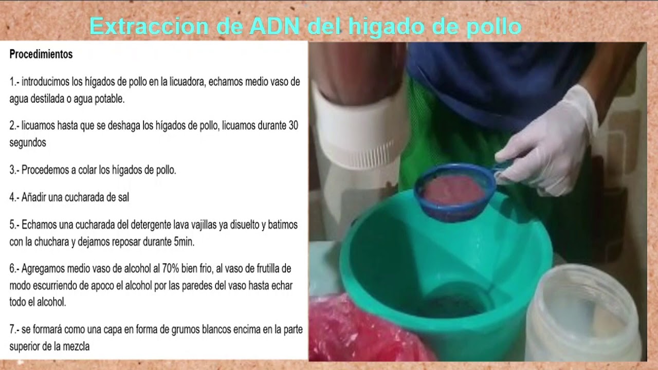 Extracción👨‍🔬 de ADN del🐓 hígado de 🐔pollo fácil📌📌 2020 - YouTube