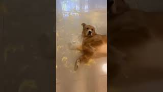 Guilty Dog Compilation Funny Doggos Getting Caught #dog #dogtraining #compilation