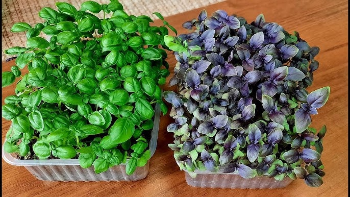 Орыс порно онлайн смотреть: екі қыз және бір жігіт