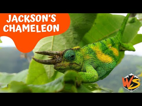 Video: Jackson's Chameleon: aprašymas, nuotrauka, turinio ypatybės