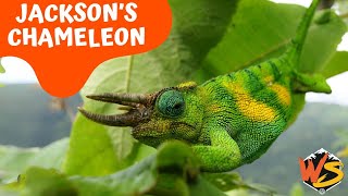 Charm of the Chameleons: Journey into the World of Jackson's Chameleon