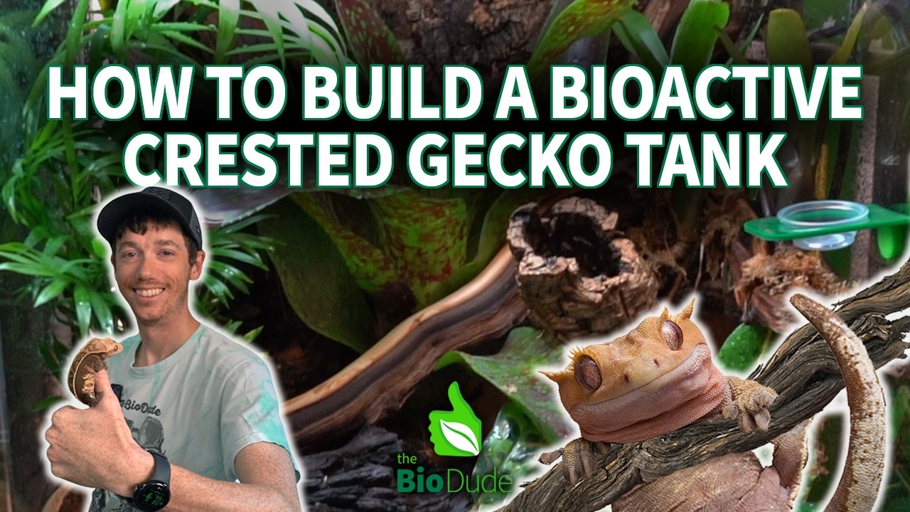 gecko terrarium crested gecko complete setup