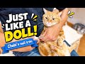Just Like a Doll! Chabi’s Adorable Nail Trim 😂🐱｜まるでお人形さん！ちゃびくんの可愛すぎる爪切り