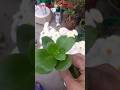 Bye-Bye December #gardendecor #handmadeplanter #viralshort #youtubeshort #motivational #garden #SIYA
