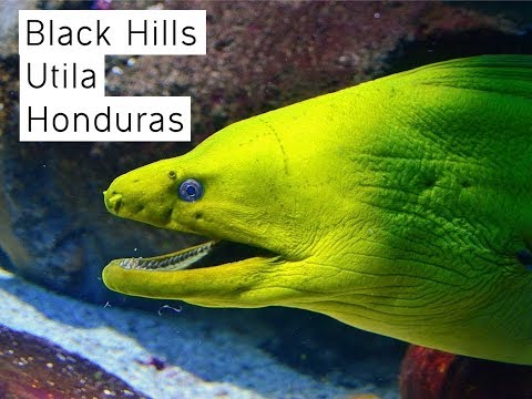 Best Dive site in Utila, Honduras : Black Hills