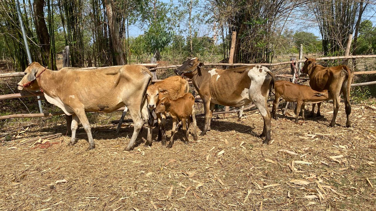 9-3-69 แม่ลูกไทยๆ พร้อมชุดตั้งคอกสวยๆครับ 0843211599