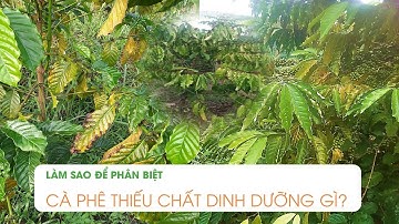 THIẾU DINH DƯỠNG TRÊN CÂY CÀ PHÊ