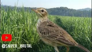 SUARA PIKAT BURUNG APUNG TANAH