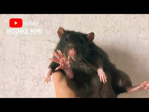 Крыса чихает, причины? 🐀