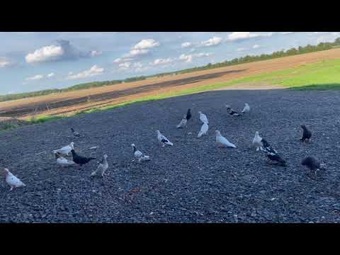 Bakina, Bakı Göyərçinləri, təcrübələrinizi bölüşün!!!