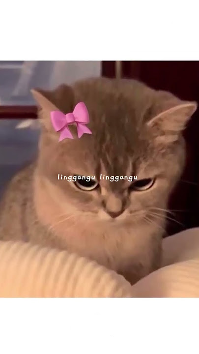 linggang guli guli #cute #cat