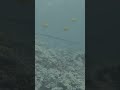 Relaxing on the reef #underwater #nature #ocean #relax #newcontentcreator