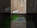 wild ring neck parrot breeder pair with chicks #talkingparot #parrot #superbparrot #beautifulparrot