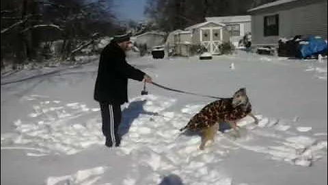 A Greyhound in the snow