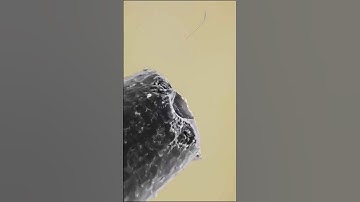 Infinite Pencil Loop ✏️♾️ #loop #infinite #macro #zoom #pencil #superzoom #art #satisfying #relax