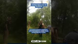 Alachua County law enforcement saves horse from drowning in retention pond #florida #animals