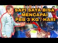 PEMBUATAN KONSENTRAT UNTUK SAPI, KAMBING, DOMBA YANG MUDAH