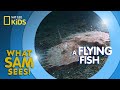 Marine Fish Characteristics and Behaviors