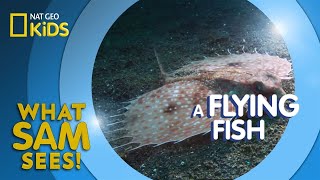 A Flying Fish | What Sam Sees
