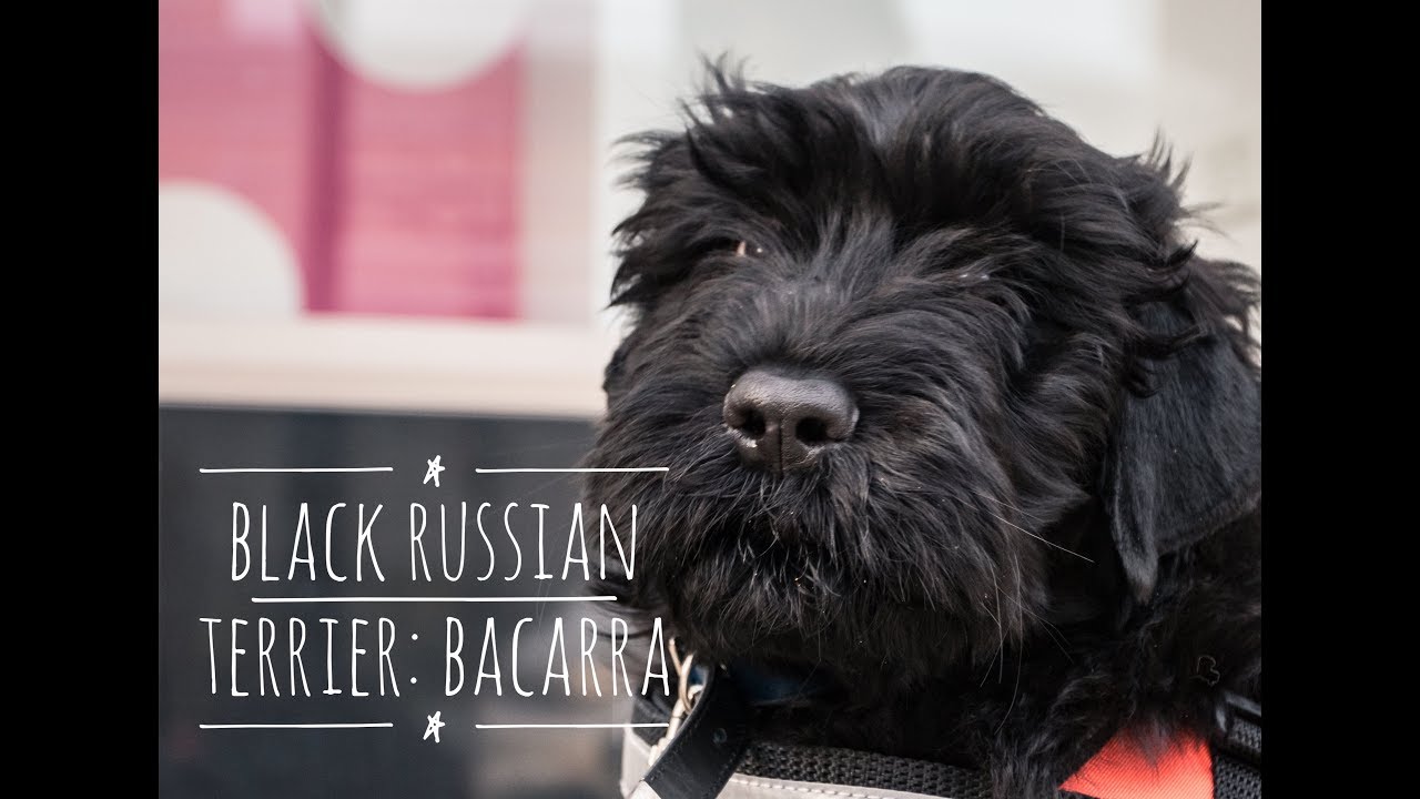 KeenDog Training Bacarra: Black Russian Terrier - YouTube