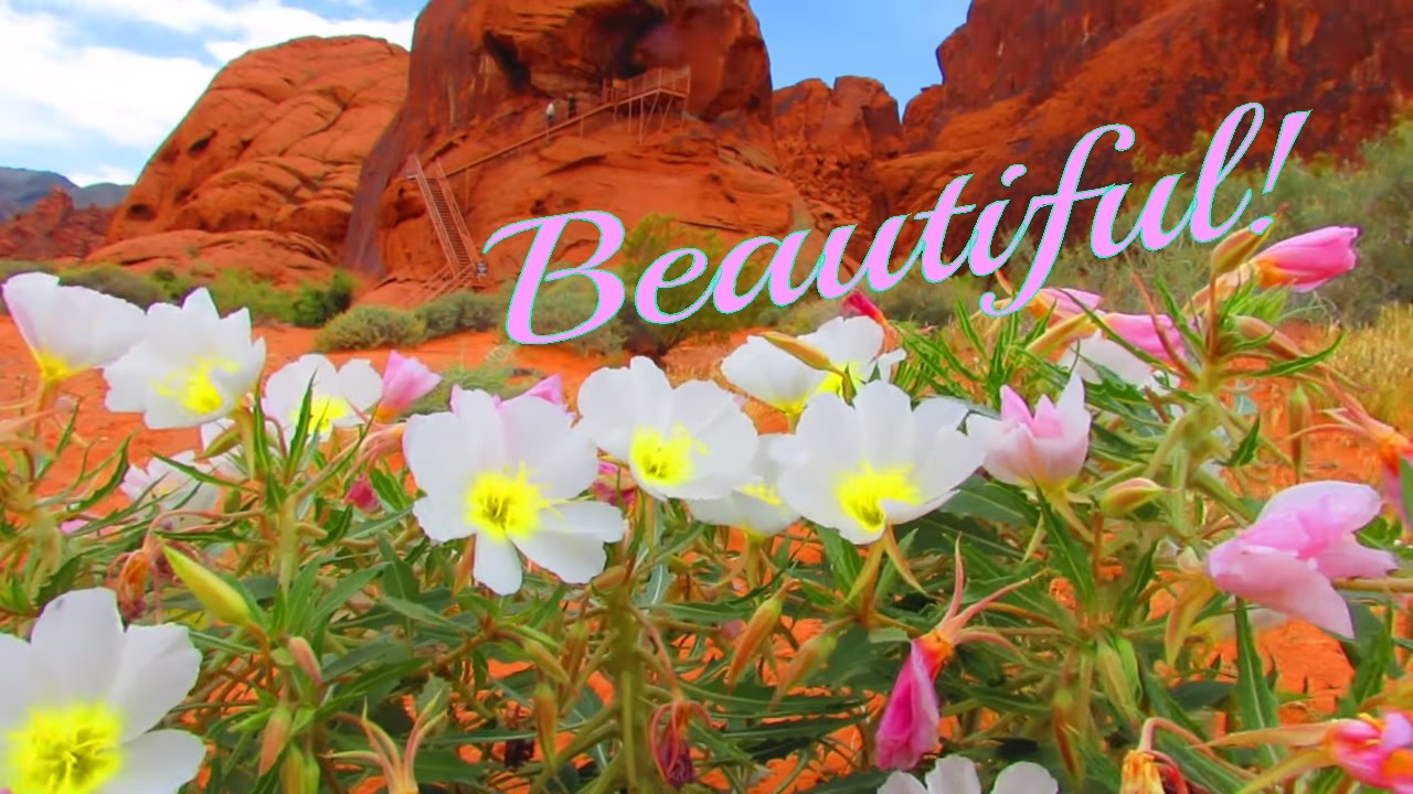 Valley Of Fire Flowers Blooming at Atlatl Rock. Beautiful! 