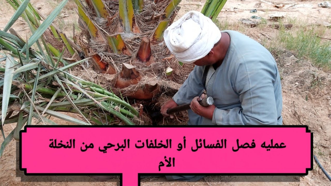 إزاي بتم عملية فصل الفسائل 1