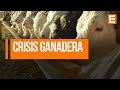 Los criaderos de la raza Angus tienen nuevo presidente{