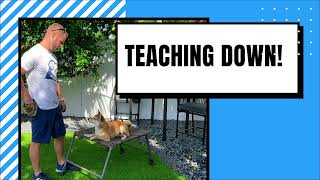 Training a dog to down