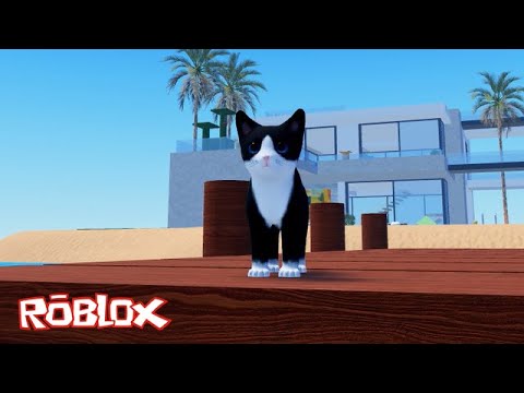 Kitten Game 🐾 - Roblox