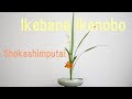 【生け花】池坊！生花新風体に初挑戦【ikebana】嵯峨御流師範が生ける