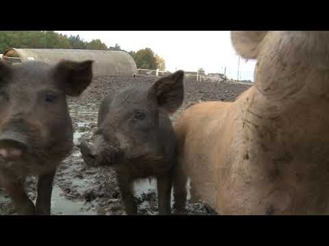Projekt Breed - wolnowybiegowy chów świń