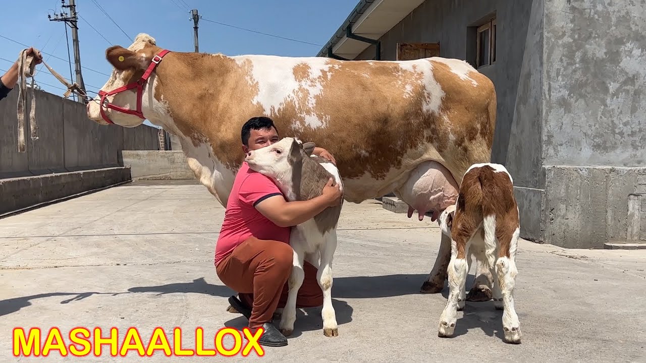 EGIZ BOLALI  GIGANTD. SIMMENTAL  BUQACHA B😲🏃📞 +998 99-820-85-05
