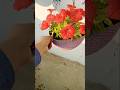 beautiful red petunia flowers ❤ll home gardening l plants #flowers #youtubeshorts #trendingshorts